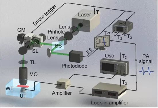 Application of Lock-in Amplifier OE2031 in Cell Microrheology