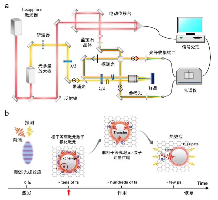 Dual-Channel Lock-in Amplifier OE1022D Applied in the Study of Nonlinear Plasmon-Exciton Polarit